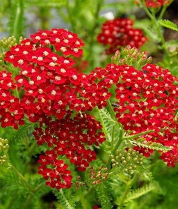 Krwawnik Petra w donicy