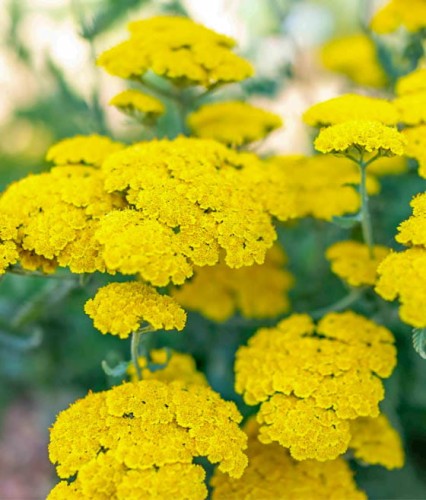 Krwawnik Moonshine w donicy