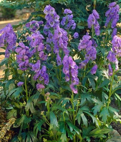 Tojad Carmichaela Arendsii w donicy