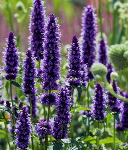 Kłosowiec Black Adder w donicy