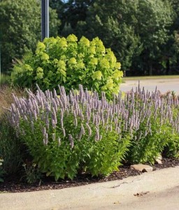 Kłosowiec Blue Fortune w donicy