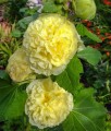 Malwa Double Yellow w donicy