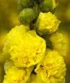Malwa Double Yellow w donicy