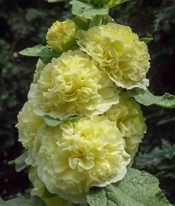 Malwa Double Yellow w donicy