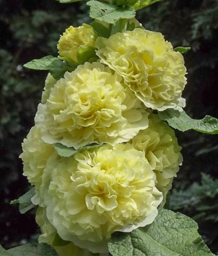 Malwa Double Yellow w donicy