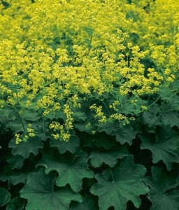 Przywrotnik Miękki Robustica w donicy