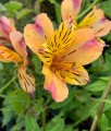 Alstremeria (Alstroemeria) Jupiter