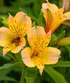 Alstremeria (Alstroemeria) Jupiter