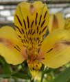 Alstremeria (Alstroemeria) Jupiter