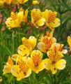 Alstremeria (Alstroemeria) Jupiter