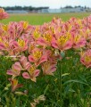 Alstremeria (Alstroemeria) Cahors
