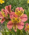 Alstremeria (Alstroemeria) Cahors