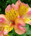 Alstremeria (Alstroemeria) Cahors
