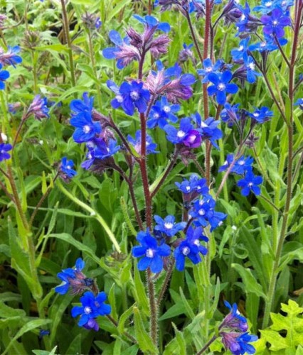 Farbownik Lazurowy Loddon Royalist w donicy