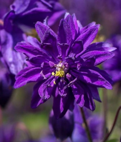 Orlik Pospolity Blue Barlow w donicy