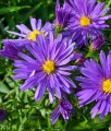 Aster Blaue Lagune w donicy