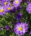 Aster Blaue Lagune w donicy