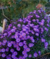 Aster Blaue Lagune w donicy