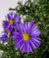 Aster Blaue Lagune w donicy