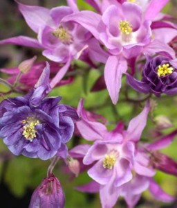 Orlik Karłowy Biedermeier w donicy