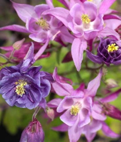 Orlik Karłowy Biedermeier w donicy