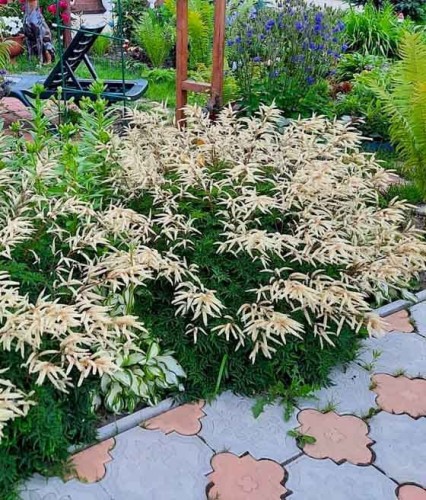 Parzydło Horatio w donicy