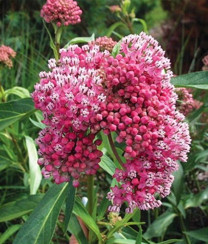 Trojeść Krwista Cinderella w donicy