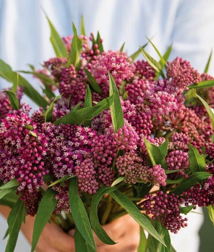 Trojeść Krwista Soulmate w donicy