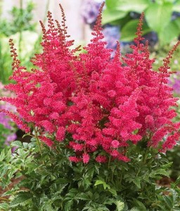 Tawułka Granat w donicy