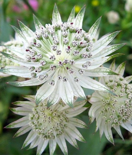 Jarzmianka Większa Alba w donicy