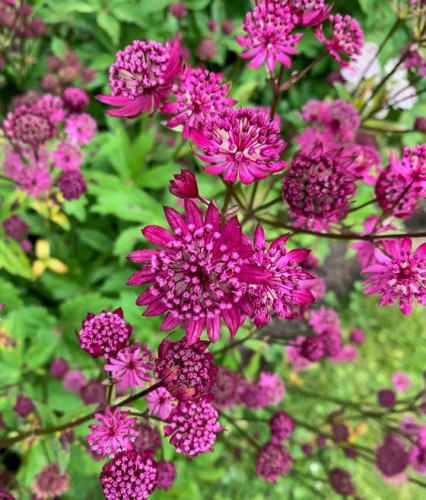 Jarzmianka Dark Shiny Eyes w donicy