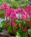 Bergenia Abendglut w donicy