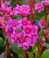 Bergenia Abendglut w donicy