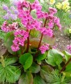 Bergenia Abendglut w donicy