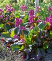 Bergenia Abendglut w donicy