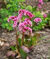 Bergenia Abendglut w donicy