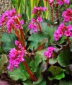 Bergenia Sercolistna Vinterglöd (Winterglut)