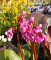 Bergenia Sercolistna Vinterglöd (Winterglut)