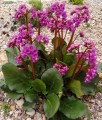 Bergenia Sercolistna Vinterglöd (Winterglut)