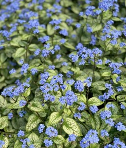 Brunera wielkolistna Silver Spear w donicy