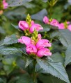 Żółwik Lyona Hot Lips w donicy