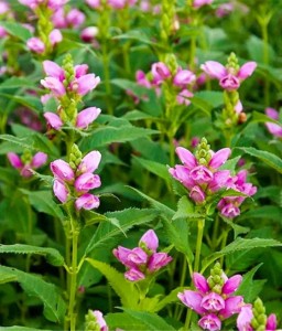 Żółwik Lyona Hot Lips w donicy