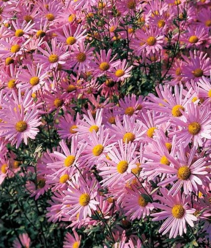 Złocień Czerwonawy Clara Curtis w donicy