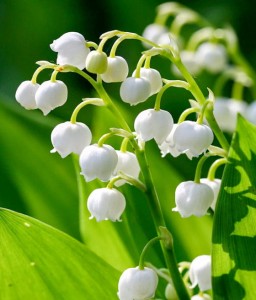 Konwalia Majowa w donicy