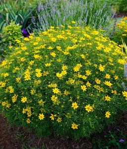 Nachyłek okółkowy Zagreb w donicy