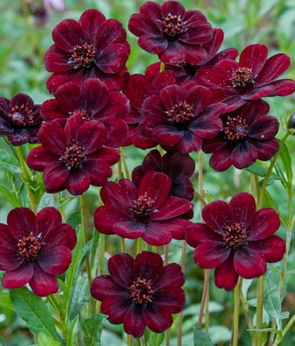 Kosmos Czekoladowy w donicy