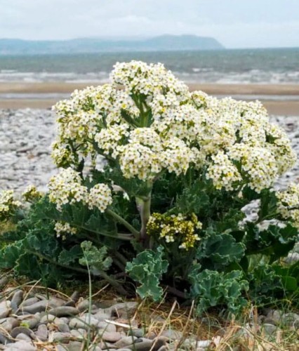 Modrak Morski w donicy