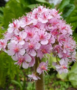 Tarczownica Tarczowata w donicy