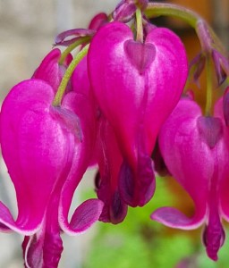 Serduszka Piękne Luxuriant w donicy