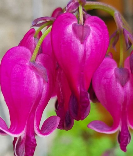 Serduszka Piękne Luxuriant w donicy